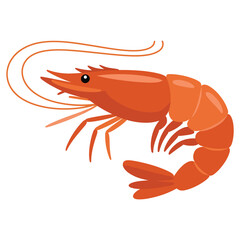 cooked shrimp on white background