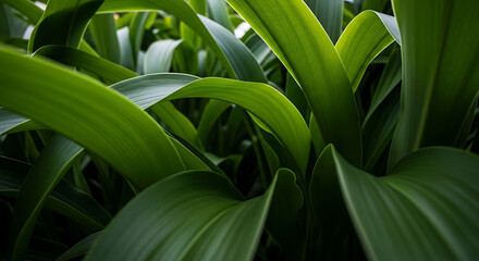 Obraz premium Lush green leaves create a natural background showcasing vibrant textures and organic shapes perfect for botanical themes