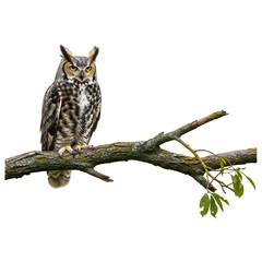 Obraz premium Majestic great horned owl perched on a tree branch