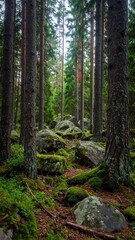 Dense forest path with mossy rocks