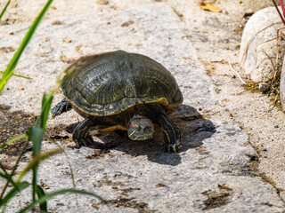 日光浴するアカミミガメ