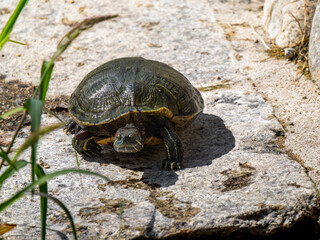 日光浴するアカミミガメ