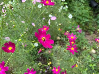 코스모스