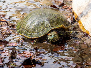 水辺のアカミミガメ