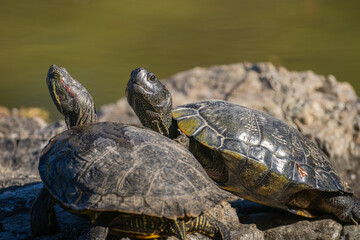 日光浴するアカミミガメ