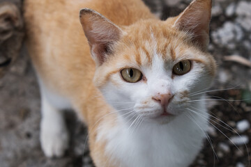 こちらを見つめる若い茶白猫