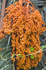 Close-up of several clusters of ripe, green blue yellow dates hanging from a palm, showcasing the fruit's natural texture and color, Bunches of ripe date fruits close-up against a background of palm