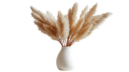Pampas grass in vase, isolated on transparent background
