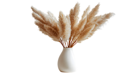 Pampas grass in vase, isolated on transparent background