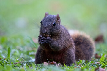 Eating behavior of Formosan squirrel with brown fur in Taipei City