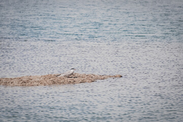 Fototapeta premium The common tern Sterna stands in the high-mountain lake Karakol on an island of grass, a white bird against the backdrop of water and mountains, wildlife for the background