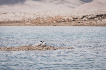 The common tern Sterna stands in the high-mountain lake Karakol on an island of grass, a white bird...