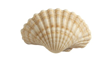 Seashell Isolated on White Ocean Treasure with Textured  Detailed Perfect for Design.