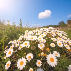A field of daisies in bright sunlight © Idull