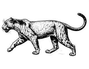 Fototapeta premium Detailed black and white illustration of a leopard