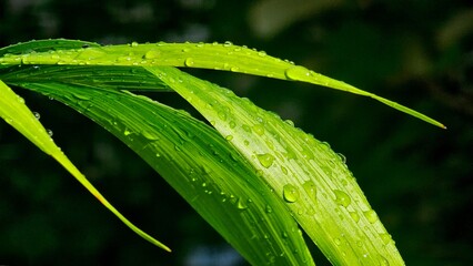 Fresh Dewdrops on a Green Leaf
​Morning Dew on a Vibrant Leaf
​Water Droplets on a Plant
​Nature's Refreshment
​Macro Shot of a Leaf After Rain
Mansoon 