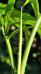 Fototapeta premium Fresh Dewdrops on a Green Leaf ​Morning Dew on a Vibrant Leaf ​Water Droplets on a Plant ​Nature's Refreshment ​Macro Shot of a Leaf After Rain Mansoon 