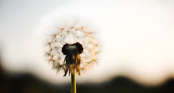 Dandelion Seed Head Close-Up