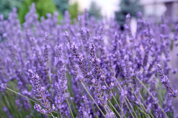 Lavender flowers in flower garden.