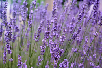 Lavender flowers in flower garden.