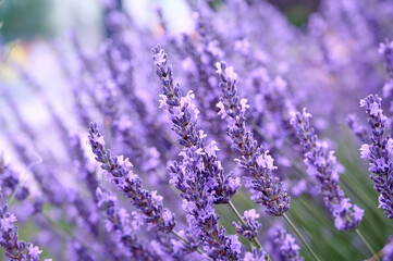 Lavender flowers in flower garden.