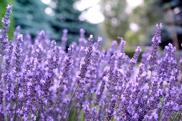 Lavender flowers in flower garden.