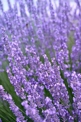 Obraz premium Lavender flowers in flower garden.