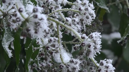 Background abstract view of plants in the winter snow with frost and extreme cold on branches and leaves. Nature and the environment in England UK 4K - Powered by Adobe