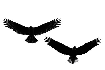 Obraz premium Eagle silhouette with transparent background