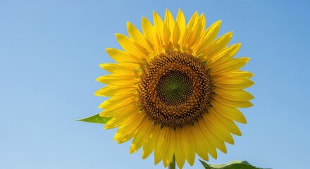 Naklejka premium Vibrant sunflower against a clear blue sky