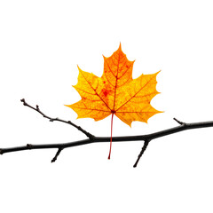 Fototapeta premium autumn leaf on black branch twig isolated on white or transparent png