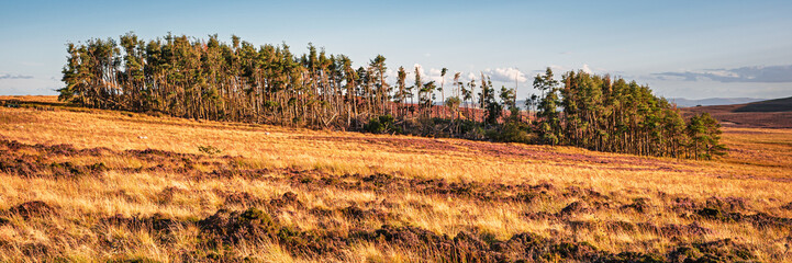 Storm Damaged Woodland on Hepburn Moor, located near Chillingham, north Northumberland in the North East of England and is covered in blooming heather during summer 