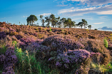 Copse of Scots Pines on Hepburn Moor, located near Chillingham, north Northumberland in the North East of England and is covered in blooming heather during summer