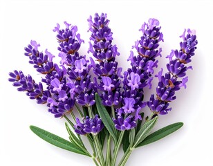 Obraz premium Bunch of lavender flowers with delicate purple blooms & green leaves arranged artistically on a crisp white background, shot in studio