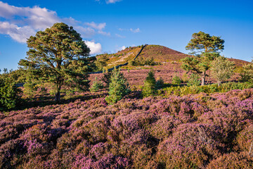 Heather and Scots Pines below Ros Hill, on Hepburn Moor located near Chillingham, north Northumberland in the North East of England and is covered in blooming heather during summer