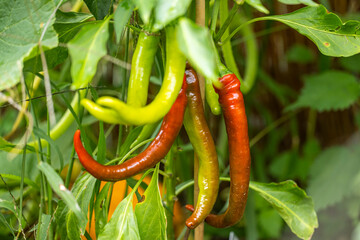 Chilischoten Pflanze im Hausgarten
