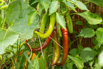 rote und grüne chilischoten