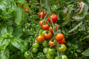 Tomatenpflanze mit grüne und rote Tomaten
