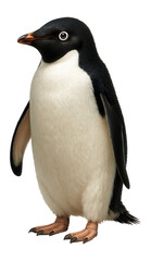 Adelie penguin with white ring around the eye