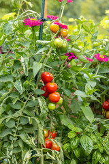 Tomatenpflanze und Blumen im Garten