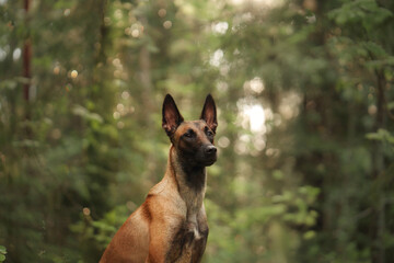 A Belgian Malinois rests calmly in a shaded forest clearing surrounded by tall trees. The serene...