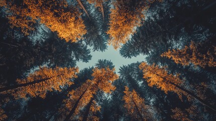 Autumnal forest canopy viewed from below.  Sunlight filters through the trees