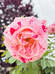 Variegated Pink Rose Macro Closeup, Two Tone Petal Garden Bloom, Speckled Pink Rose in Nature, Delicate Variegated Rose Portrait