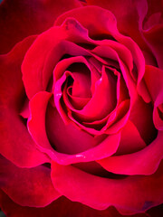Red Rose Spiral Closeup, Romantic Velvet Petal Bloom, Deep Crimson Flower Macro, Elegant Red Rose Portrait