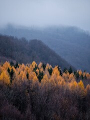 Misty mountain landscape with autumn trees.
