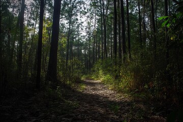 Fototapeta premium Sunlit path winding through dense forest
