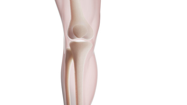 Leg bone anatomy, illustration