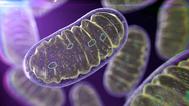 Mitochondria, illustration