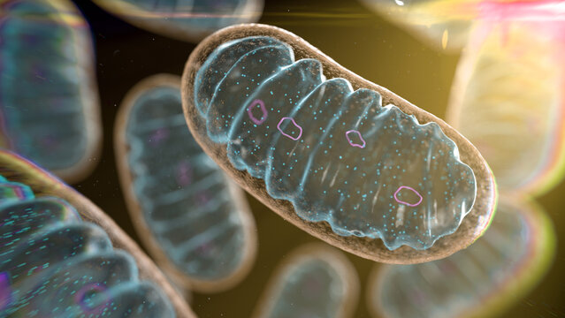 Mitochondria, illustration