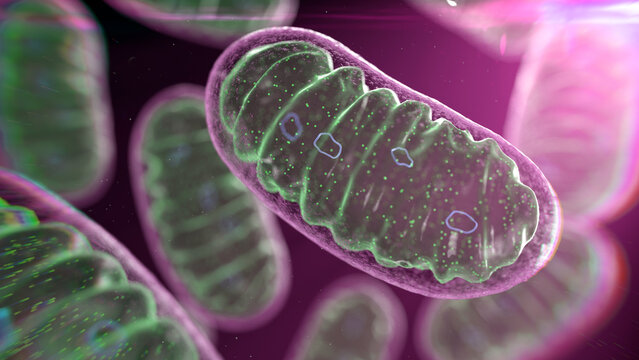 Mitochondria, illustration